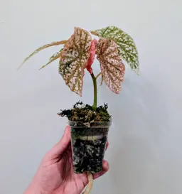 Variegated Snowcap Begonia