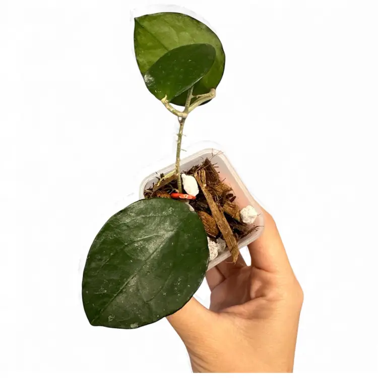 LP06 (erythrina x caudata)