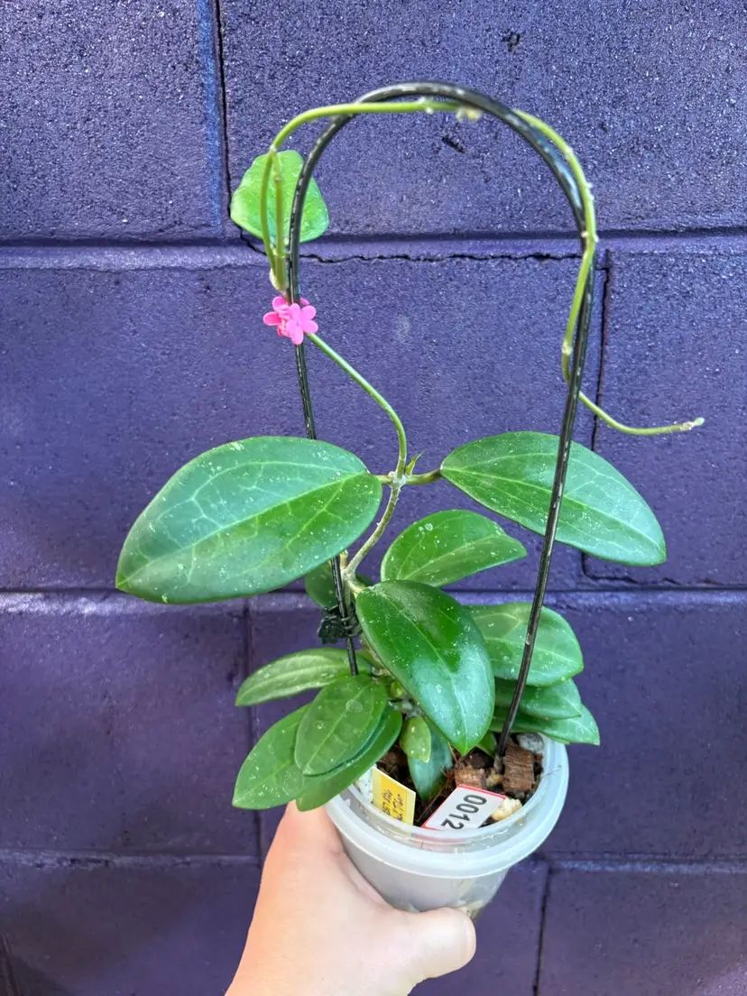 12 RHM 2567 Black Tiger x unk