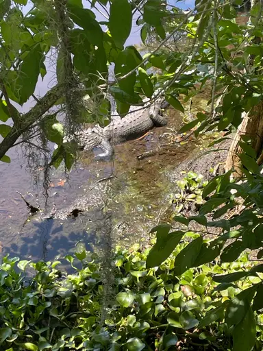 Florida Finds And More 