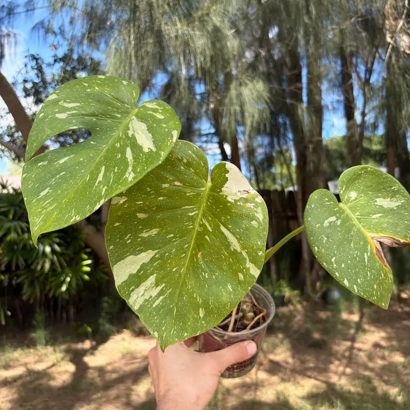 Monstera Thai Constellation