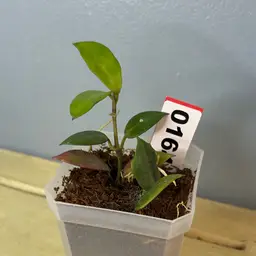 164 sunrise upt earlier circulated