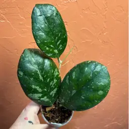 Hoya seedling selection by Ice Patcharawalai