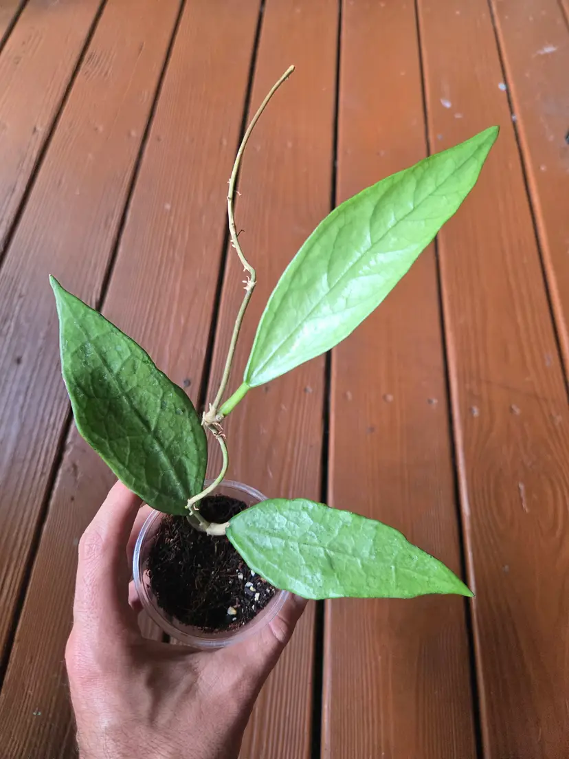 Hoya Germany Silver