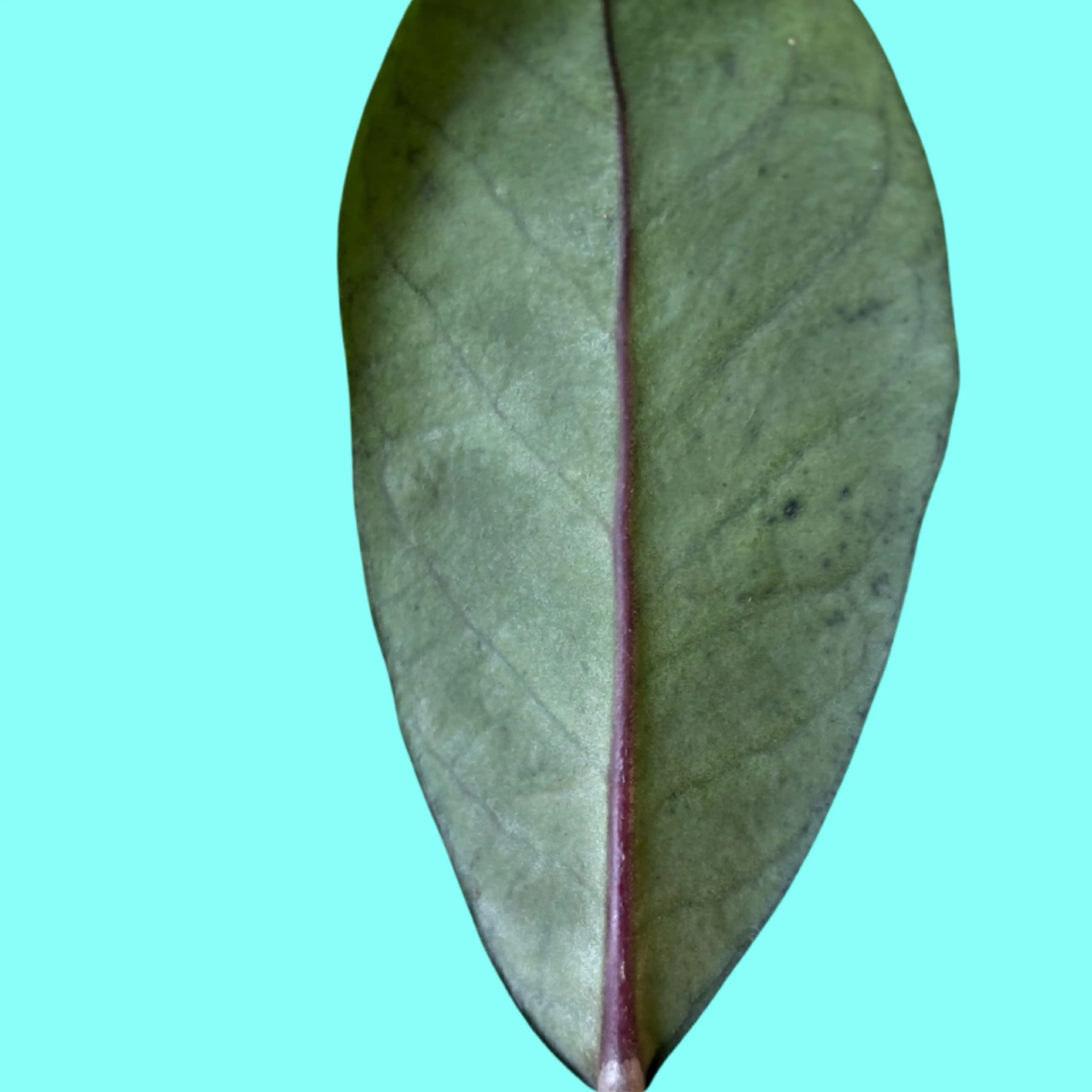 Image 2 of 2