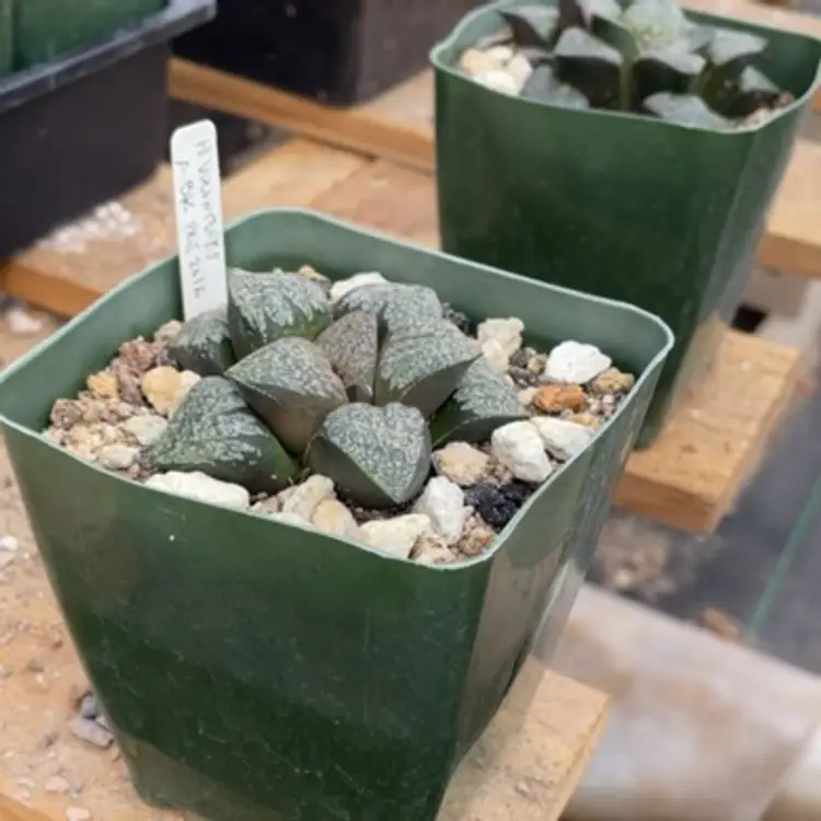 Haworthia Bk Hyb