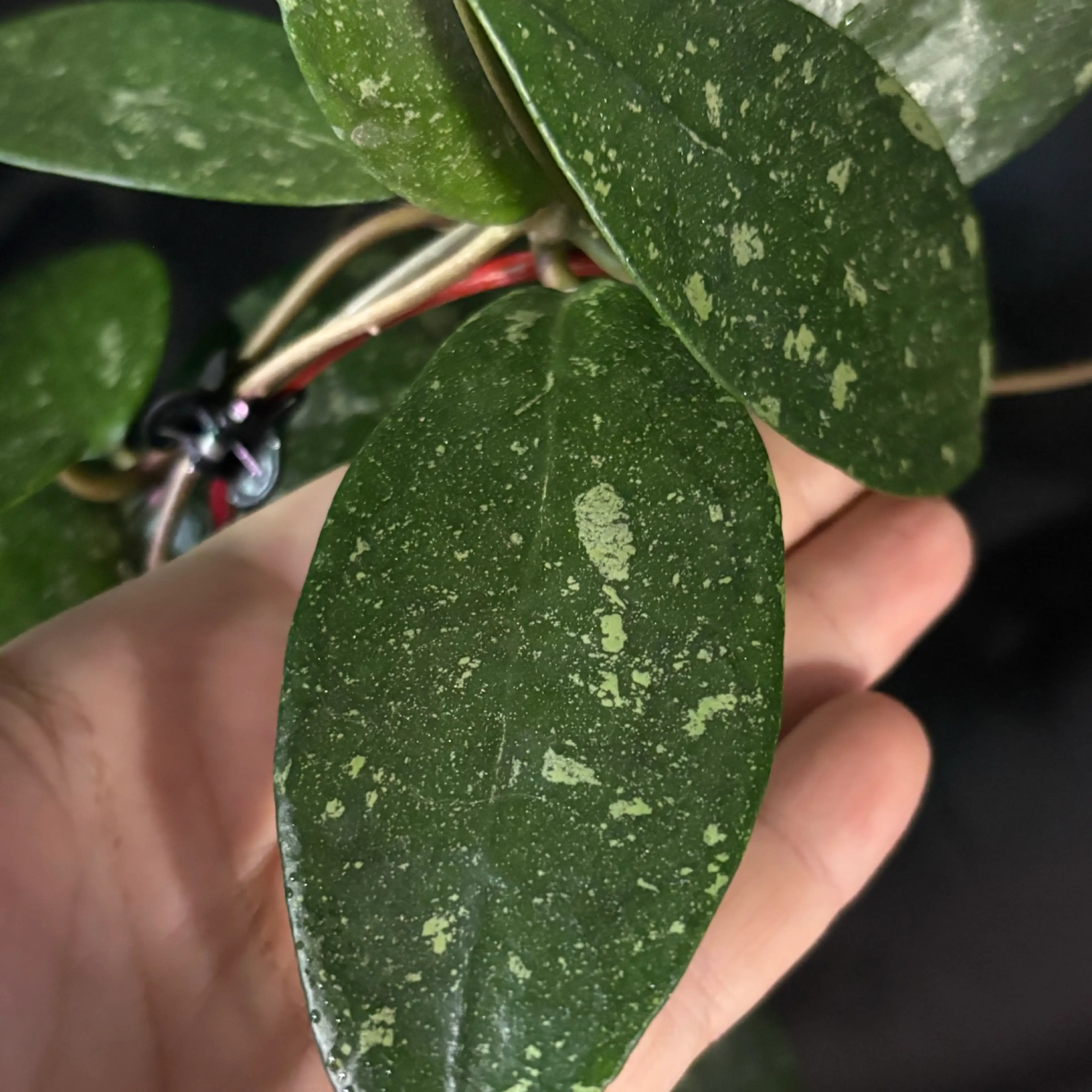 Image 2 of 4