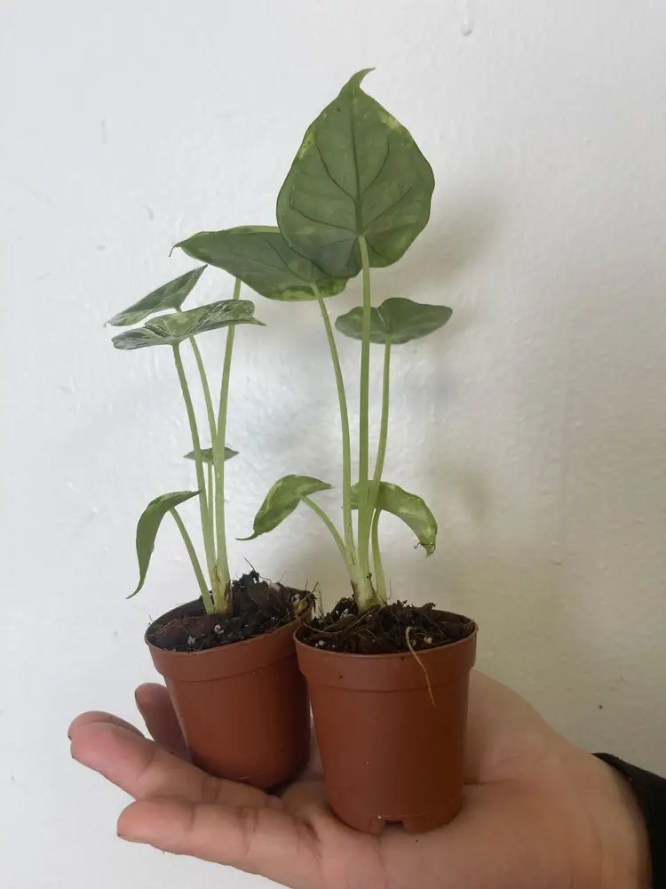 Alocasia dragon scale variegated 2”