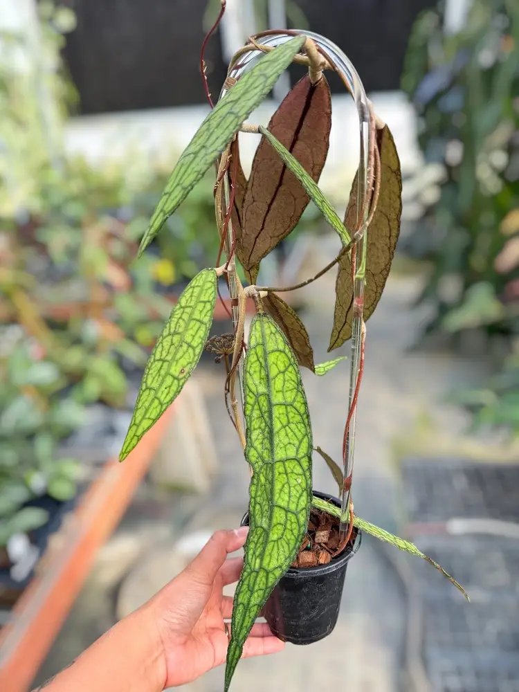 PS0263 - Trellised Hoya clemensiorum (skinny, long leaves)