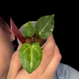 S30 Anthurium Michelle x (Forgetii x Mag) seedling
