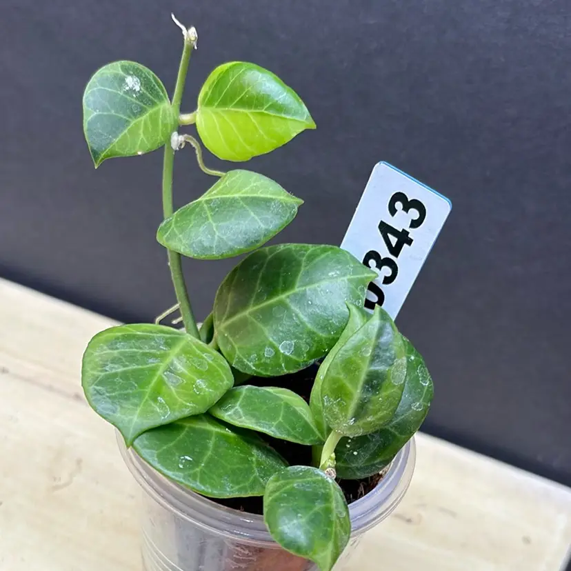 343 obscura varigated