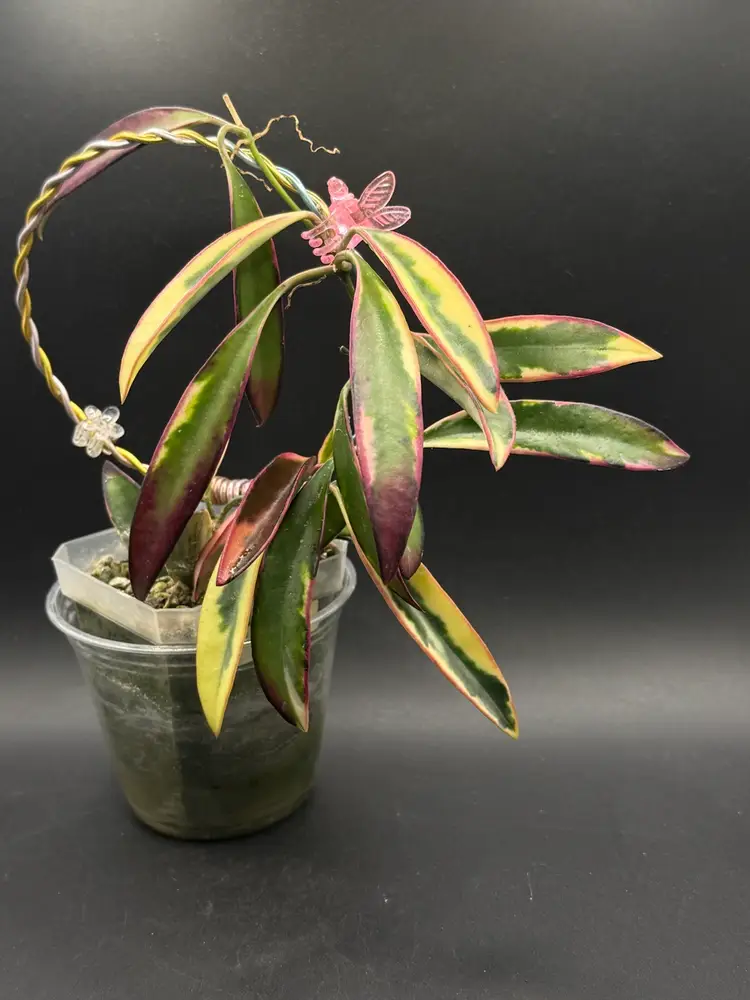 Hoya Kentiana ‘Lori Lyn’