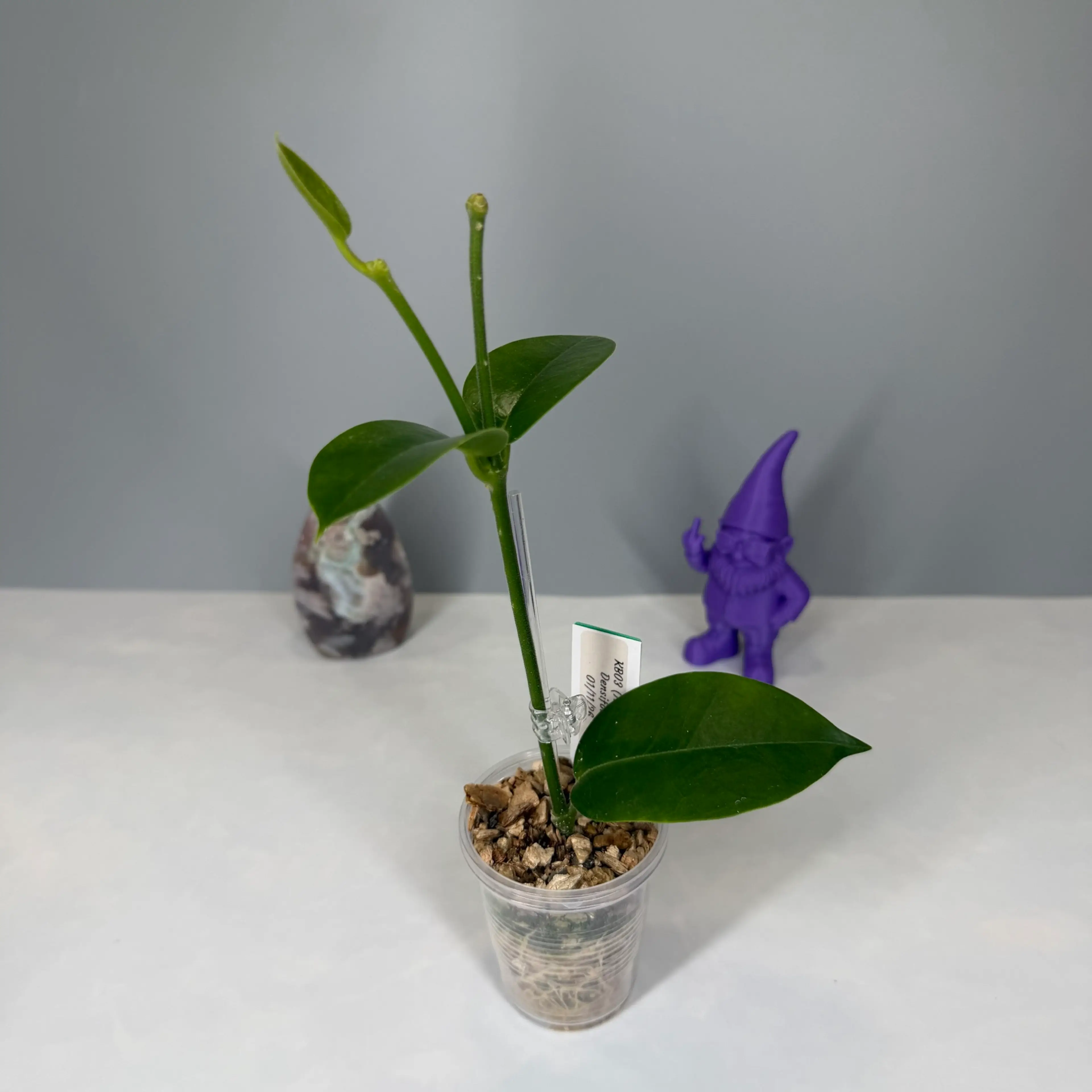 Image 2 of 2
