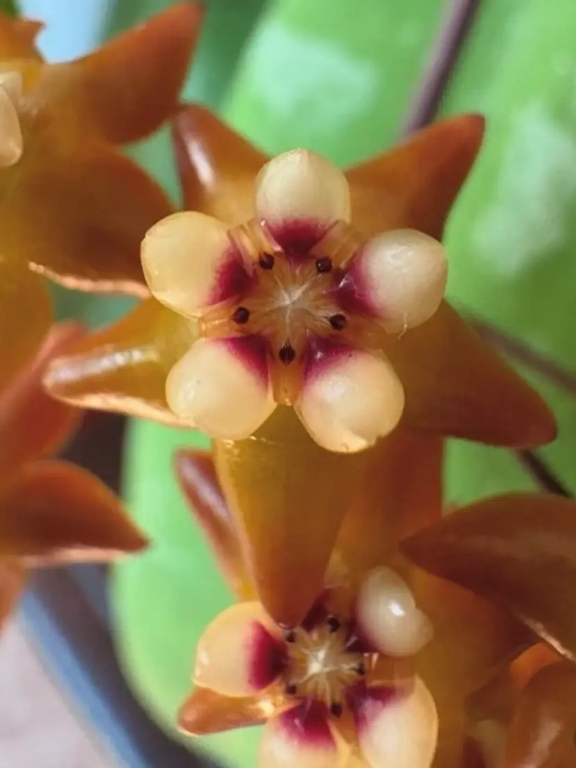 Livestream thumbnail