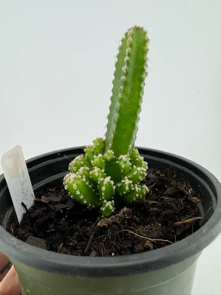 1155 | 4” Fairytale Cactus