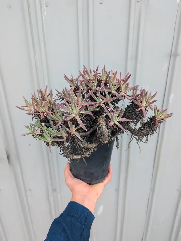 Dudleya caespitosa #2