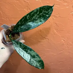 Hoya griffithii (splash)