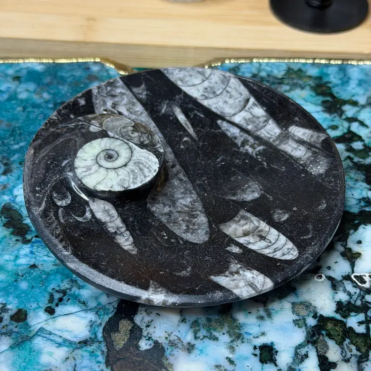 Orthoceras Shell Dish Great For Protection And cleanliness 🫶🏻