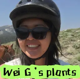 Wei G’s Hoyas