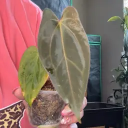 A. Antolakii x Carla offset