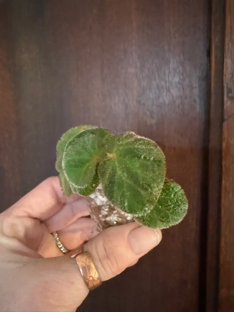 Begonia 'Manaus' rooted cutting