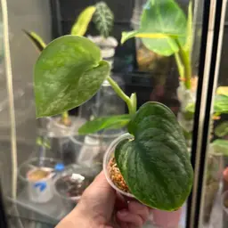 Black dragon Scindapsus