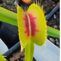Dionaea muscipula BCP H15
