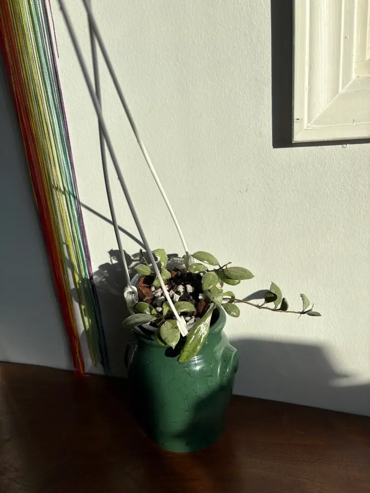 Hoya lacunosa ‘silver mint coin’ [F]