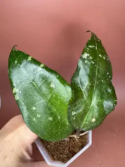 AH ‘Bird of Paradise’