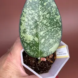 Patchawaralai 023 splash(aka incensis)