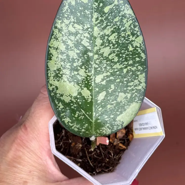 Patchawaralai 023 splash(aka incensis)