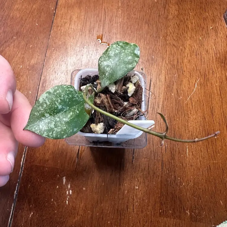 Hoya Walliniana (splash)