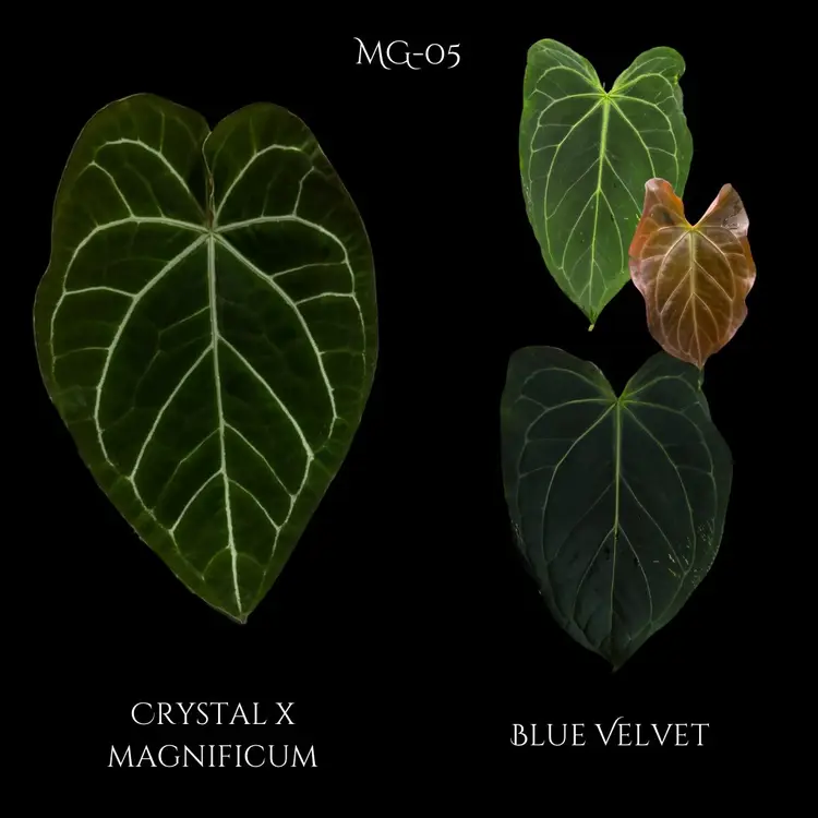 591 community pot Anthurium (Crystal x mag) x Blue Velvet