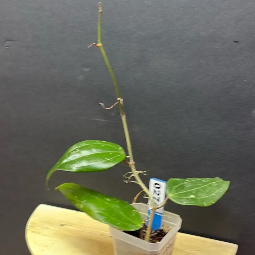 274 Hoya sp. Indonesia Splash