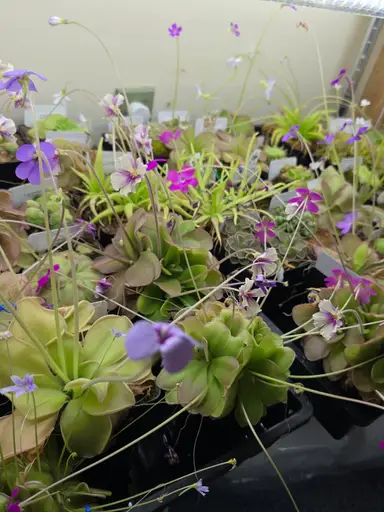 Dividing Pinguicula