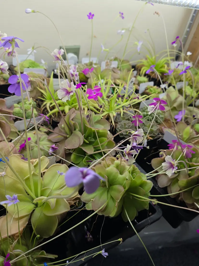 Livestream thumbnail