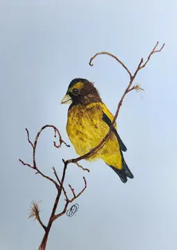 Evening Grosbeak Original Watercolor Painting Signed By The Artist 5x7