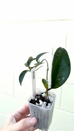 0018 Carnosa (Dark Leaves)