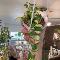 Heuschkeliana Variegated