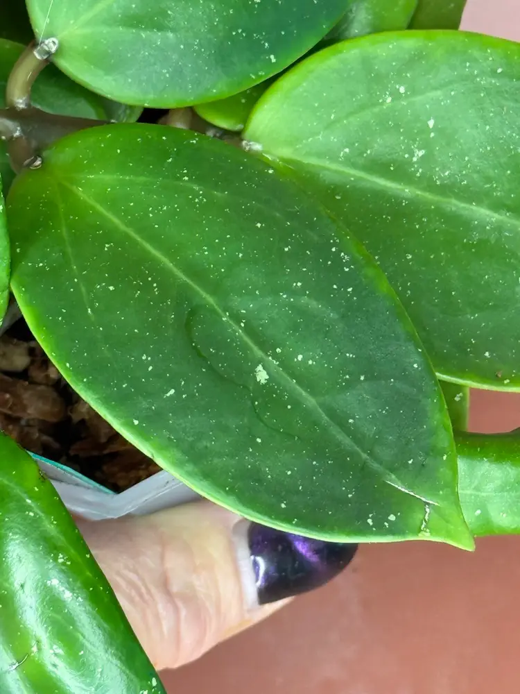 #3675 Hoya RHM2503-JLC1
Nap017 x unk