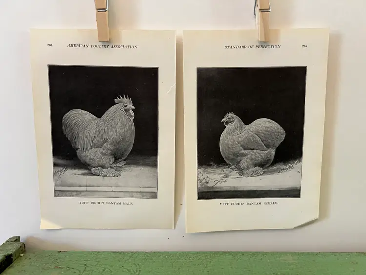 Vintage CHICKEN PRINTS Buff Cochin Bantam Rooster & Hen. c1912. Farm House Ephemera
