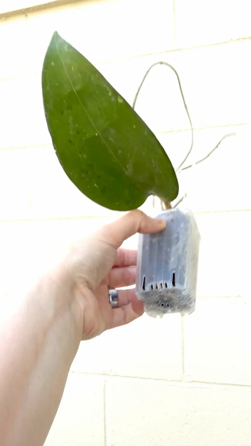 0013 Hoya Vittelina (HUGE)