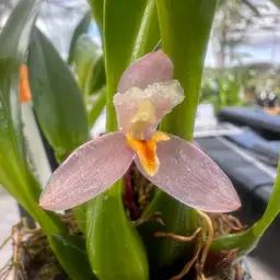 Maxillaria richii