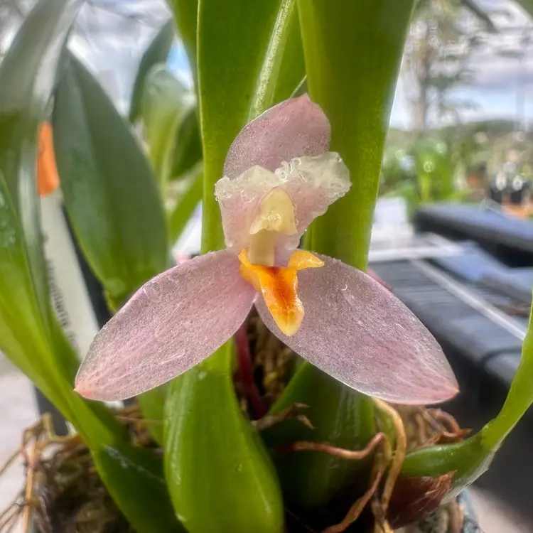 Maxillaria richii
