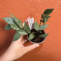 Hoya lacunosa (silver long leaves)