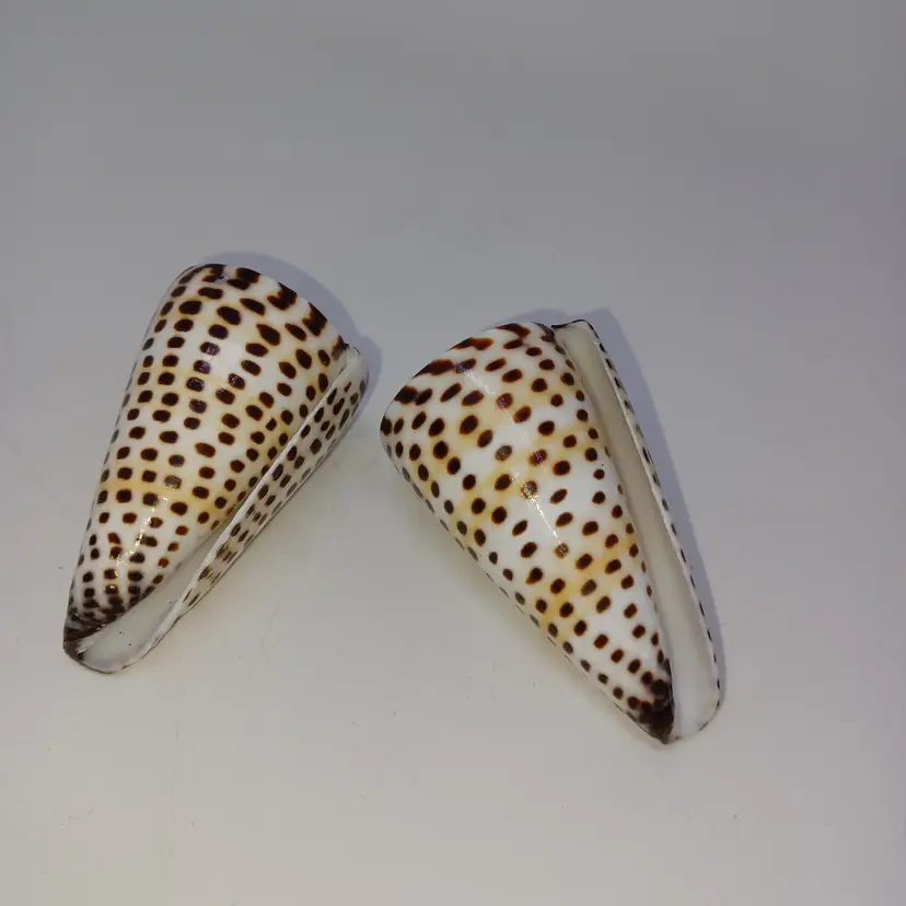 Lettered Cone-Conus Litteratus Polished-2-2.5”-Polished Shell-Beach Decor Sea