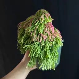 Schlumbergera lutea ssp. bradei 1