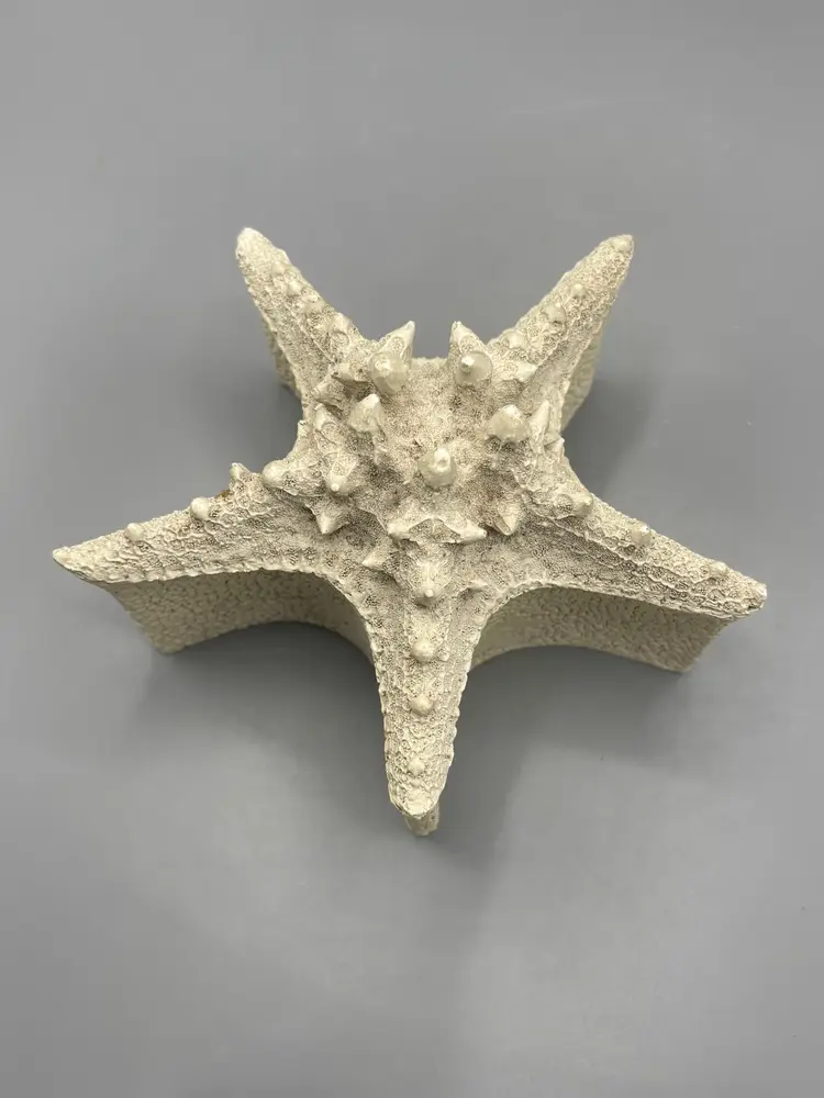 starfish with lid resin box
