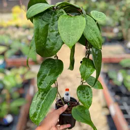 PS0569 - Hoya glabra (no red vein)