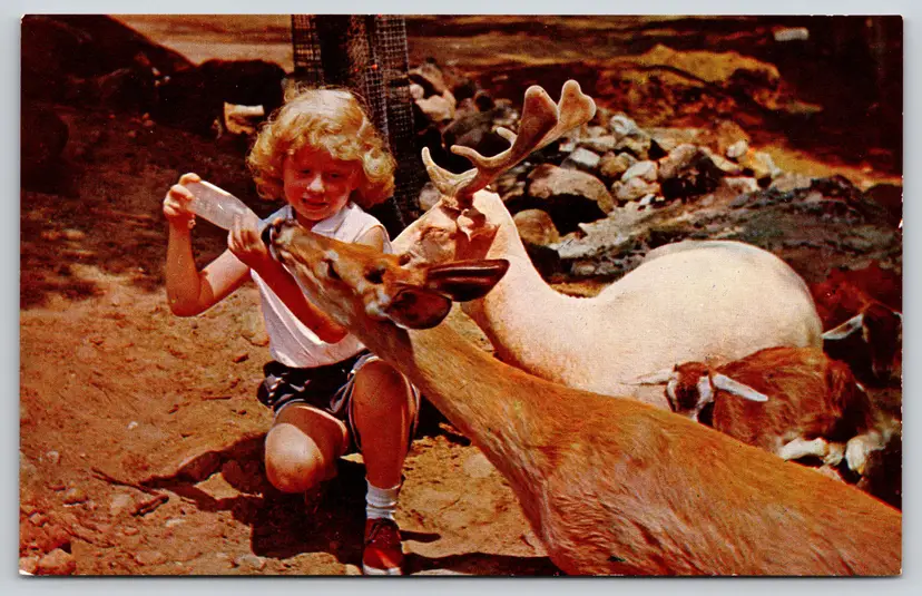 Postcard Feed Animals Santa's Workshop North Pole New York Christmas Deer - 11849